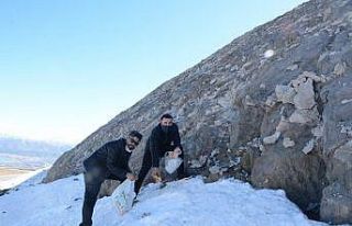 (Özel) Kış uykusundan uyanan ayılar için Nemrut...