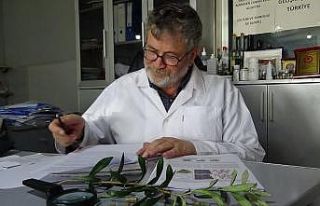 (Özel) Kur’an-ı Kerim’de ismi geçen zeytin...