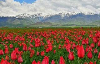 (Özel) Muş Ovası’nı kırmızıya bürüyen laleler...