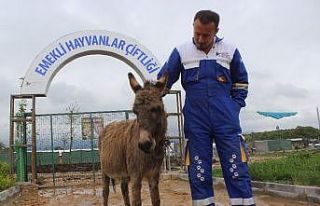 (Özel) O eşeğe koruma...