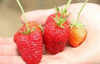 Özel öğrencilerin tarlasındaki ürünler ihtiyaç...