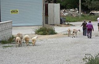 (Özel) Sokağa çıkma kısıtlamasında firar eden...