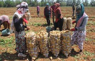 Patates üreticisinde fiyat düşecek korkusu