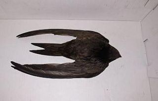 Payas’ta yaralı bulunan Ebabil kuşu tedavi altına...