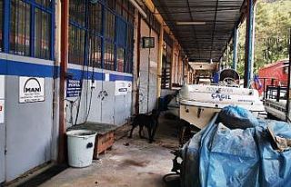 Pitbullun saldırdığı köpek görevinin başında