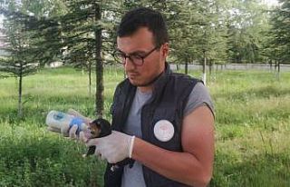 Poşetin içerisinde ölüme terk edilen köpek yavruları...