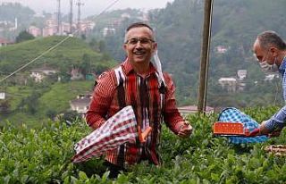 Rize Valisi Kemal Çeber: "Çay toplamak için...
