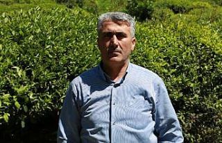 Rize’de yaş çay toplama sezonunun bir hafta içinde...