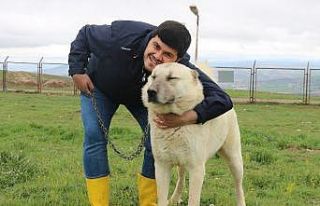 Safkan kangal saldırmaz