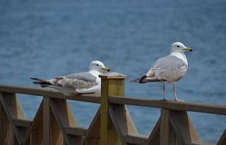 Sahil martılara emanet