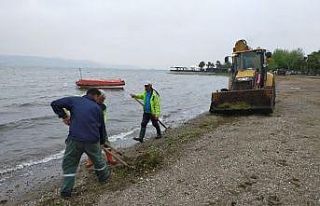 Sahillerde yosun temizliği devam ediyor