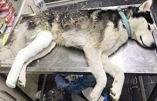 Sahip çıktığı sokak köpeğinin tedavisini de...