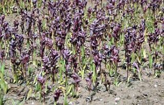 Salep çiftçinin yüzünü güldürdü