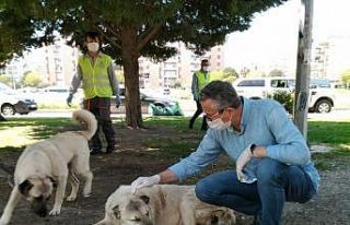 Salgında sokak hayvanlarına 2 bin 100 kilo mama...