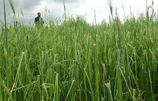 Şanlıurfa’da dolu yağışı ekili arazileri vurdu