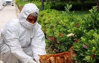 Şanlıurfa’da korona günlerinde sokak hayvanları...
