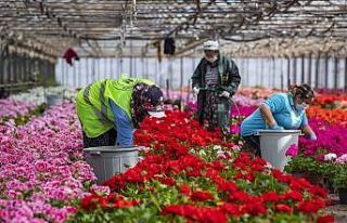 Sardunyalar Anneler Günü için hazırlanıyor