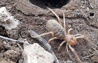 Sarıkız kabusu geri döndü