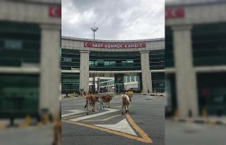 Sarp Sınır Kapısı’nda gülümseten görüntüler