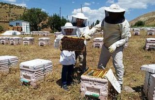 Sason arıcıları balda yüksek rekolte bekliyor