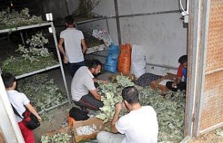 Sason’da ipek böceği yetiştiriciliği yaygınlaşıyor