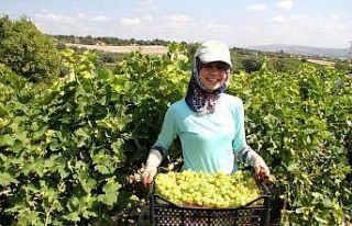 Seçer: “2020 bütçesinde yer alan tarımsal projelerde...