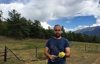 Şehir merkezinde bulunan bukalemun ve yılan doğaya...