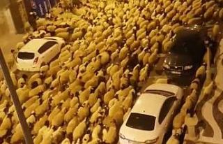 Şehir merkezinden geçen koyun sürüsü şaşırttı