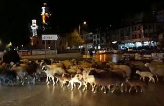 Şehir merkezinden koyun sürüsü geçti