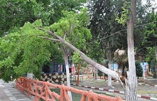 Şiddetli rüzgar ağaçları devirdi