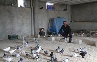 Siirtli kardeşler, fiyatları ikinci el otomobil...