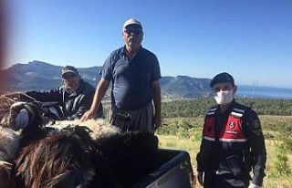 Silifke’de kaybolan hayvanları jandarma buldu