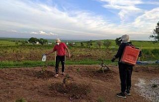 Silvan’da üzüm bağları ilaçlanıyor