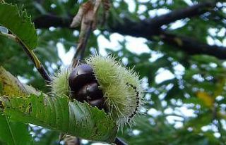 Simav kestanesi için ’Coğrafi İşaret’ başvurusu...