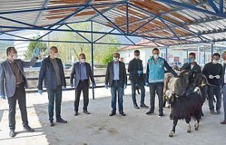 Simavlı 22 çiftçiye Honamlı tekesi desteği