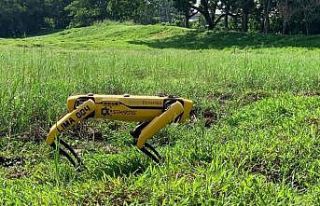 Singapur’dan koronaya karşı “robot köpek”...
