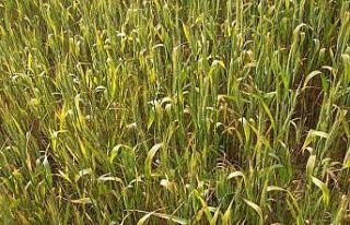 Sinop’taki buğday tarlalarından hastalık yayılımı