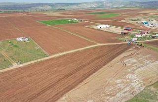 Sivas’ta Mor Patates’in Ekimi Yapıldı