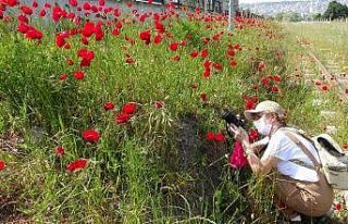 Sokağa çıkmayı fırsat bilip gelinciklerin resimlerini...