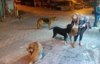 Sokak hayvanları yiyecek