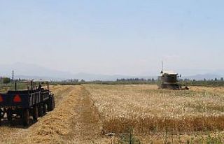 Söke Ovası’nda biçme ve çapalama ücretleri...