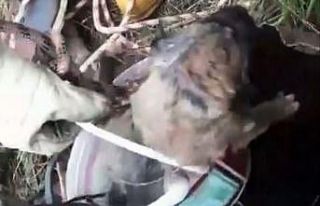 Sondaj kuyusuna düşen yavru köpek kurtarıldı