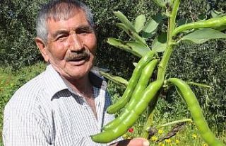 Sosyal mesafeli bakla hasadı başladı... Üretici...