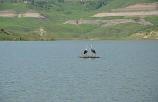 Su seviyesi yükselince yavru leylekler yuvada telef...