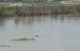 Sudaki hareketliliği görünce telefona sarıldı,...