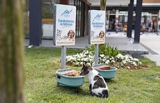 Sultangazi’den sokak hayvanlarına mama desteği