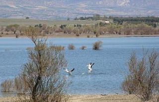 Suluova Yedikır, 100’den fazla kuş türüne ev...