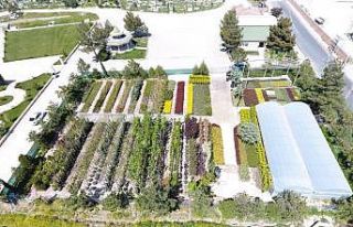 Suluova’da yılda 100 binin üzerinde bitki ve çiçek...