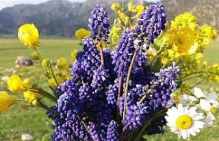 Sümbül Vadisi öksüz kaldı