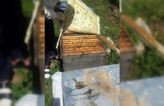 Sur’da arıcılık sezonu başlıyor